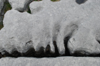 Sheshymore Limestone with classic kharstified exposures of the disolving fracture margins, Grikes, of tabular blocks of limestone pavement, Clints. Widened driven by post glacial disolution (McNamara, & Hennessy, 2010). Variscan folding initiated the fractures (Coller, 1984).